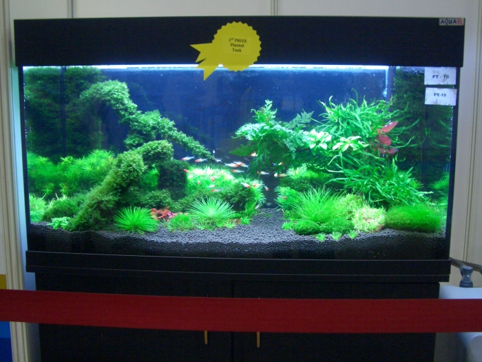 award winning planted aquarium
